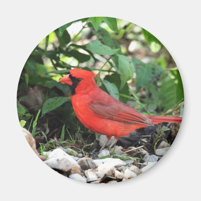 Aimant Cardinal (Devant)