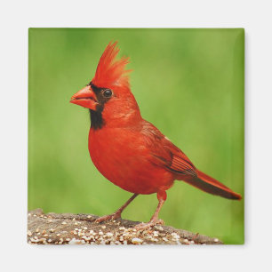Aimant Cardinal