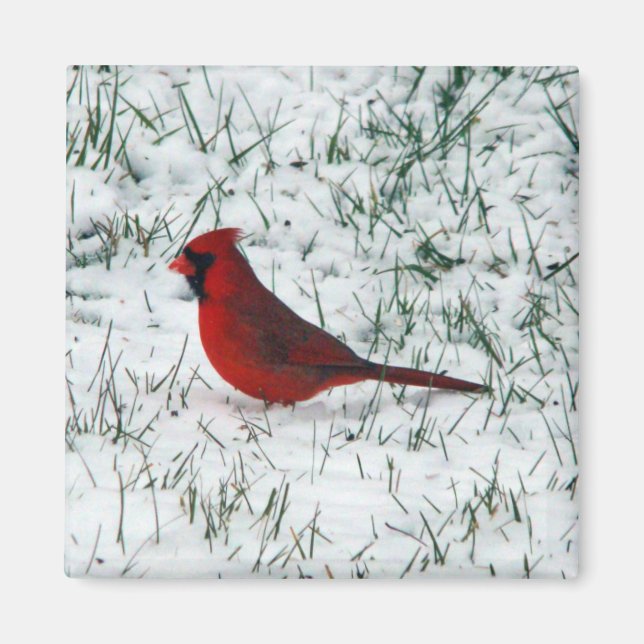 Aimant Cardinal de la Saint-Valentin  (Devant)