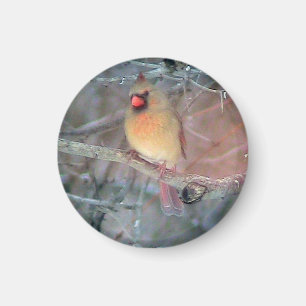 Aimant Cardinal féminin