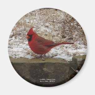 Aimant Cardinal Hot Springs Nat. Cadeaux AR Park Mountain