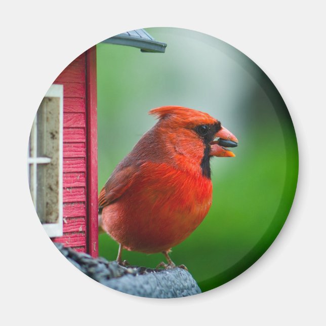 Aimant cardinal mâle à la mangeoire au printemps (Devant)
