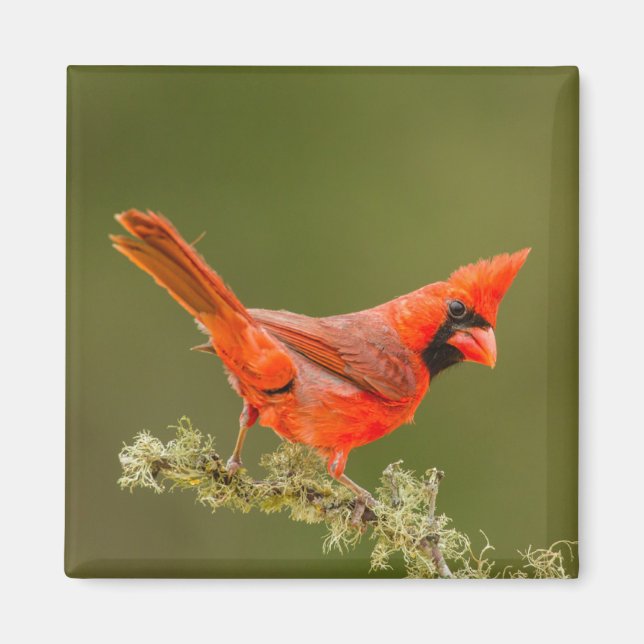 Aimant Cardinal masculin sur le membre (Devant)