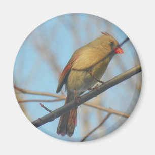 Aimant Cardinal/Oiseau féminin
