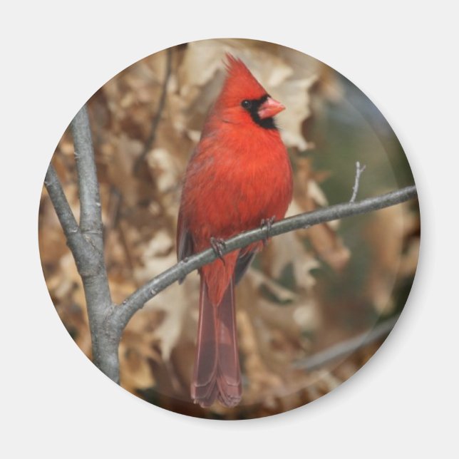 Aimant Cardinal rouge (Devant)