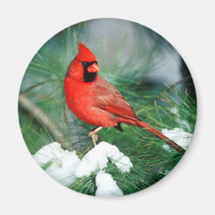 Aimant Cardinal rouge mâle sur un arbre, IL