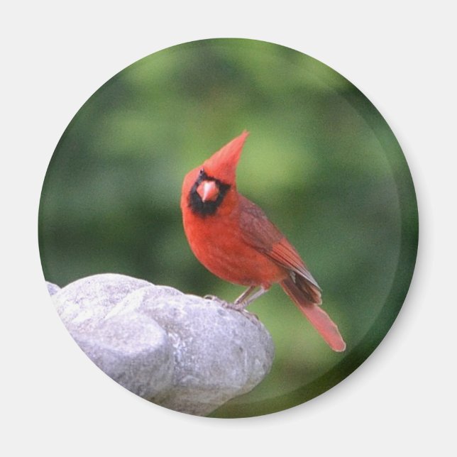 Aimant Cardinal Sur L'Aimant Du Bain D'Oiseau (Devant)
