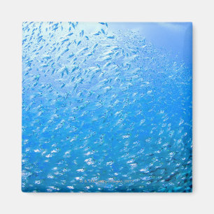 Aimant Cardinalfishes nageant sous l'eau