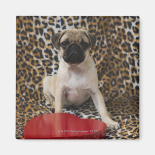Aimant Carlin chiot assis contre poster de animal