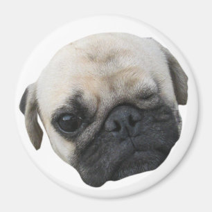 Aimant Carlin chiot mignon ami chien ... か わ い い 子 犬