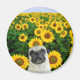 Aimant Carlin dans l'aimant de tournesols