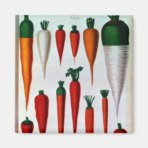 Aimant Carottes