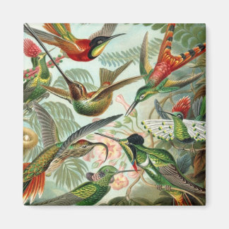 Aimant Carré de colibris