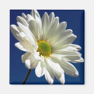 Aimant carré de marguerite