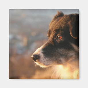 Aimant carré de photos de border collie