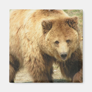 Aimant carré d'ours gris