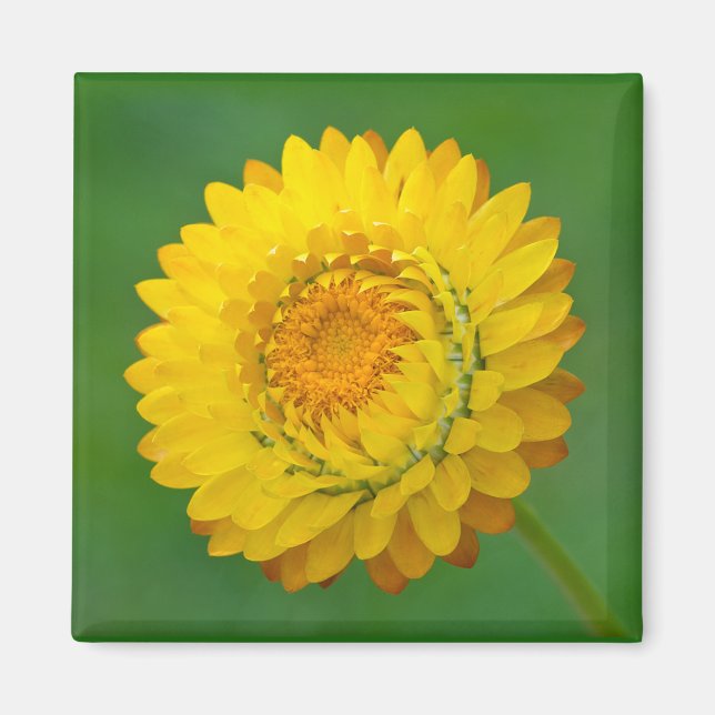 Aimant Carré Fleur Jaune (Devant)