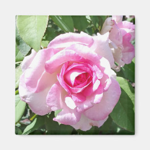 Aimant Carré photo rose