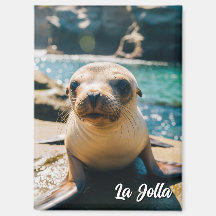 Carte postale de bébé otarie La Jolla Californie