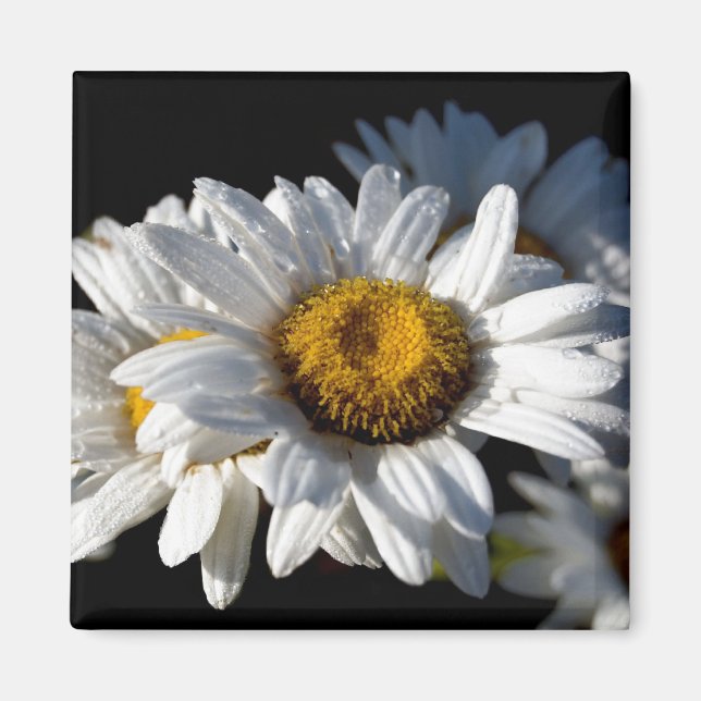 Aimant Cascading Daisy (Devant)