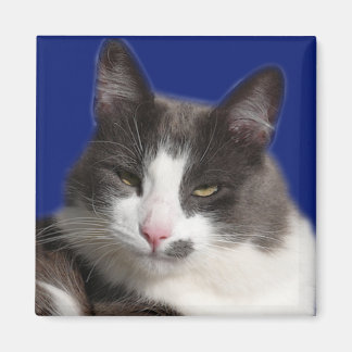 Aimant Casey White Grey Chat
