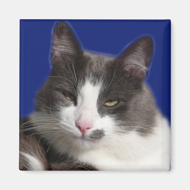 Aimant Casey White Grey Chat (Devant)