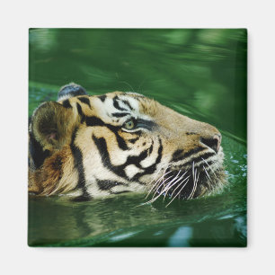 Aimant Casque de natation en tigre malaisien