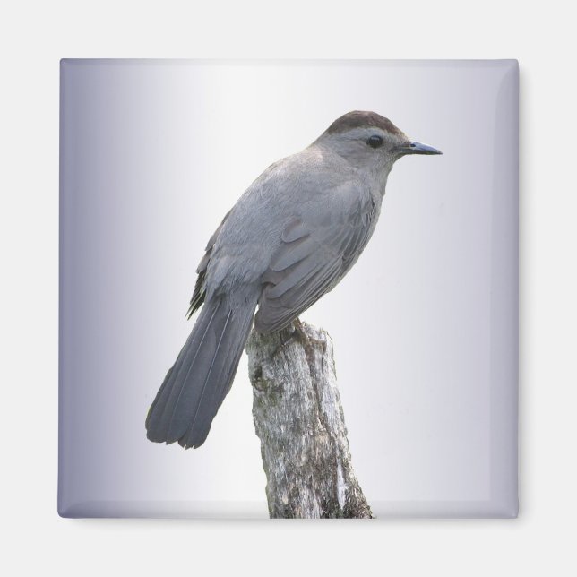 Aimant Catbird (Devant)