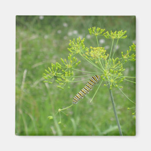 Aimant Caterpillar