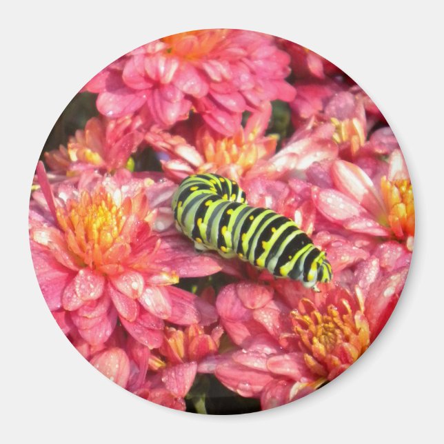 Aimant Caterpillar Sortir (Devant)