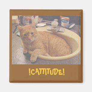 Aimant !CATTITUDE !, (Ou pourquoi je ne peux pas nettoyer