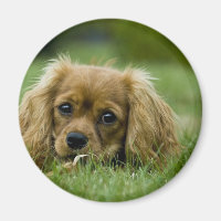 Cavalier King Charles Spaniel Ruby