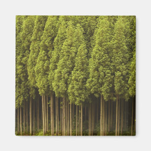 Aimant Cèdres Koya Sugi