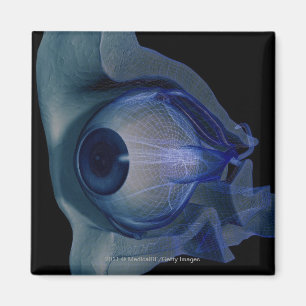 Aimant Cellule filaire 3d des muscles oculaires dans une