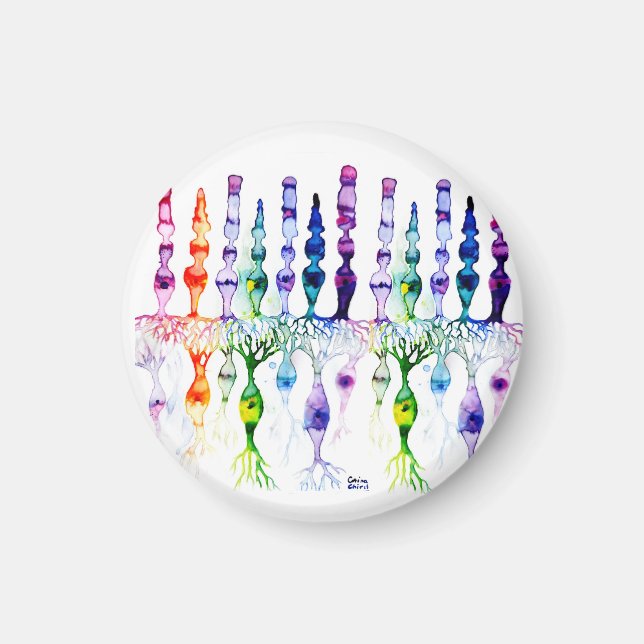 Aimant Cellules cônes cellules tiges et neurone bipolaire (Devant)