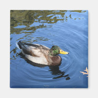 Central Park NYC Conservatoire Eau Mallard Canard
