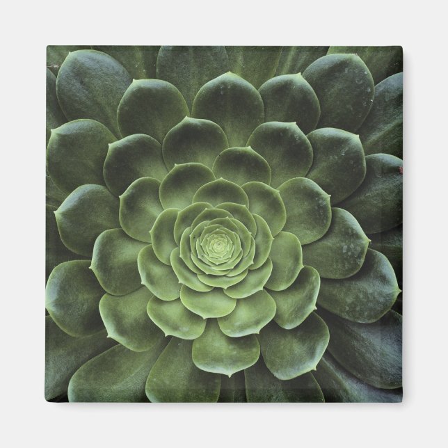 Aimant Centre de Cactus (Devant)