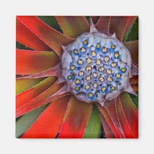Aimant Centre d'un agave en fleurs - San Francisco