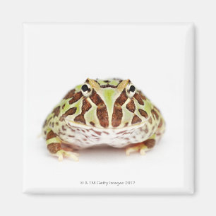 Aimant Ceratophrys Cranwelli, grenouille à cornes de Cran