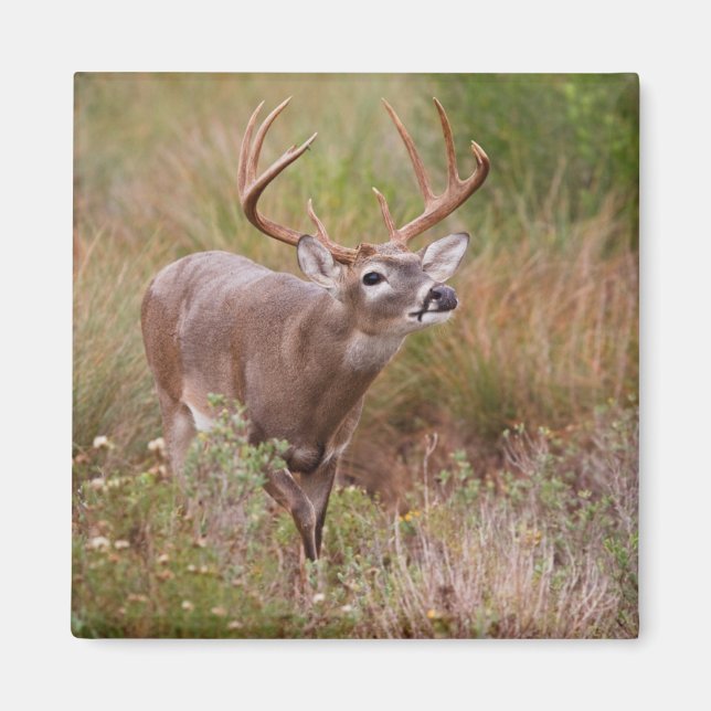 Aimant Cerf à queue blanche Automne au Texas (Devant)