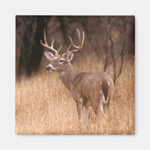 Aimant Cerf à queue blanche   Choke Canyon State Park, TX