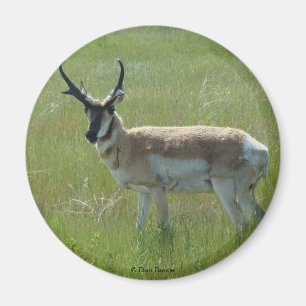 Aimant Cerf antilope A36