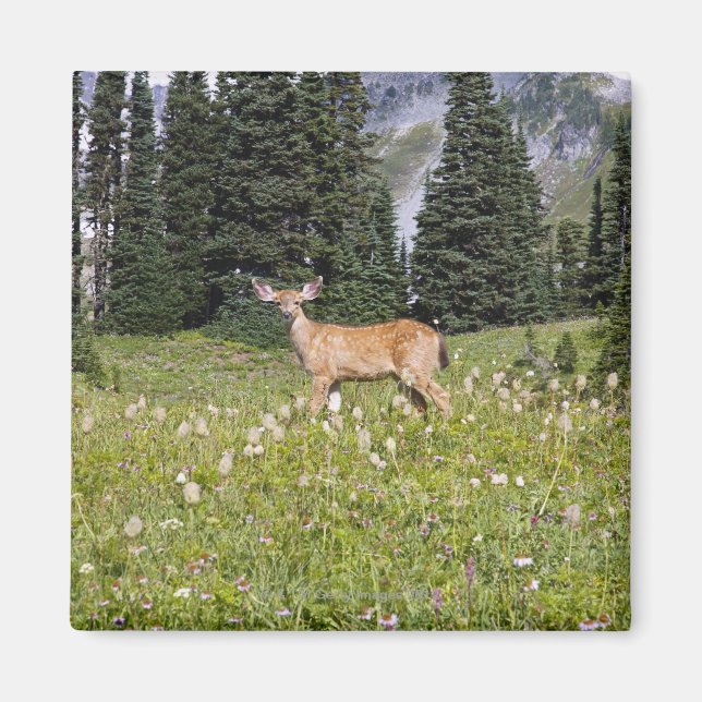 Aimant Cerf dans Paradise Park (Devant)