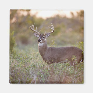Aimant cerf de Virginie (Odocoileus virginianus) mâle 2
