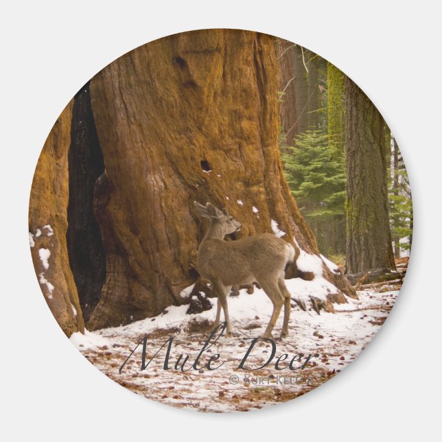 Aimant Cerf mulet (Devant)