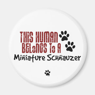 Aimant Cet humain appartient à un Schnauzer miniature