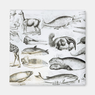 Aimant Cétacée Edentata