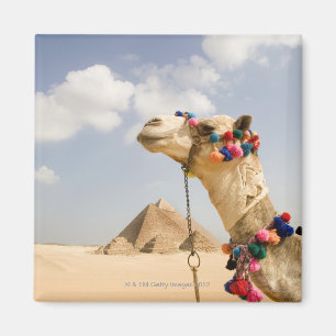 Aimant Chameau avec des pyramides Gizeh, Egypte