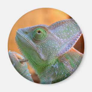 Aimant Chameleon voilé