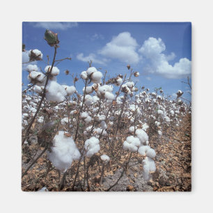 Aimant Champ de coton
